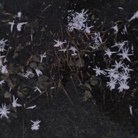 Оторваны - Single - Echolom