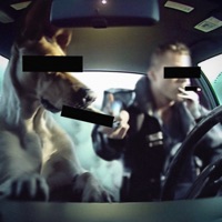 все собаки попадают в рай - Single - псы