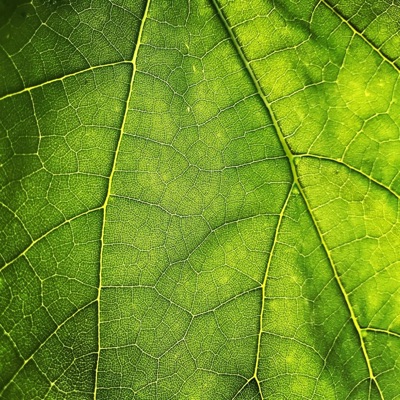 Vert Feuille - Single