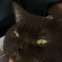 loyal (feat. Zoffe) - Single - Jcoup