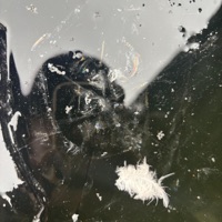 Traveler (feat. ZENTRUM) - Single - Zęby