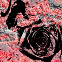 Now Or Never - Single - Reno