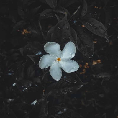 Monsoon - Single