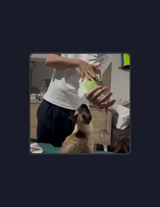 Cafardを聴いたり、ミュージックビデオを鑑賞したり、経歴やツアー日程などを確認したりしましょう！