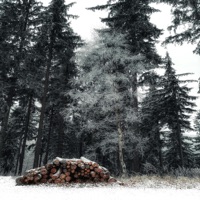 Relax In The Woods - Elyon Kai One