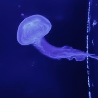 LOST (feat. Chard) - Single - Jacopo