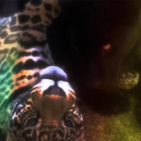 Mo Likely (feat. athera) - Single - League JB