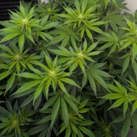 Poetic Exercise - Single - Luca Squid