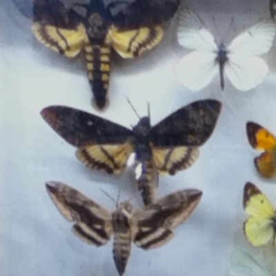 wer bist du wenn keiner schaut?? - Single