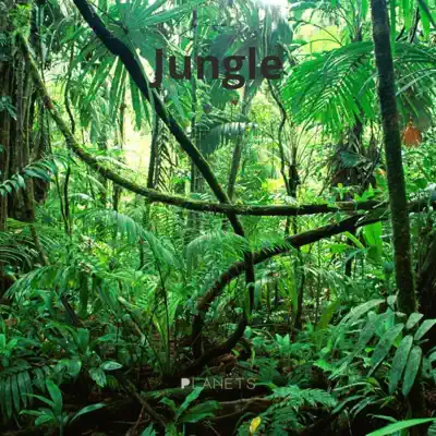 Écouter Jungle par Planets