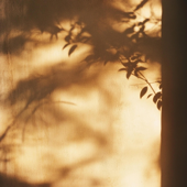 Calm (Forest)