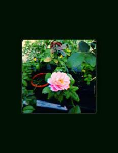 Posłuchaj wykonawcy Yoshis Blume, obejrzyj teledyski, przeczytaj biografię, zobacz daty tras koncertowych i nie tylko!