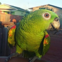 CANTA PAPAGAIO CANTA 3 (feat. DJ SANTSZ, DJ PECINHA 13 & DJ VTEZIN ZS) - Single - DJ COLOMBINHA