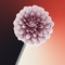 Few Things - Joellitta lyrics