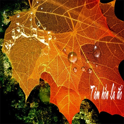 Tâm Hồn Lá Đỏ