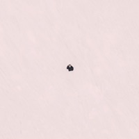 Nieselregen - Single - Mäx Modestus