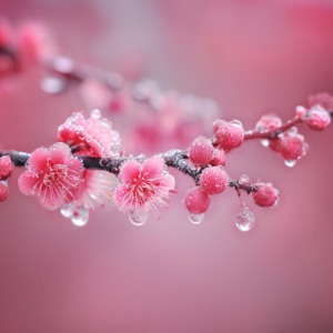 Cherry Blossoms in the Rain