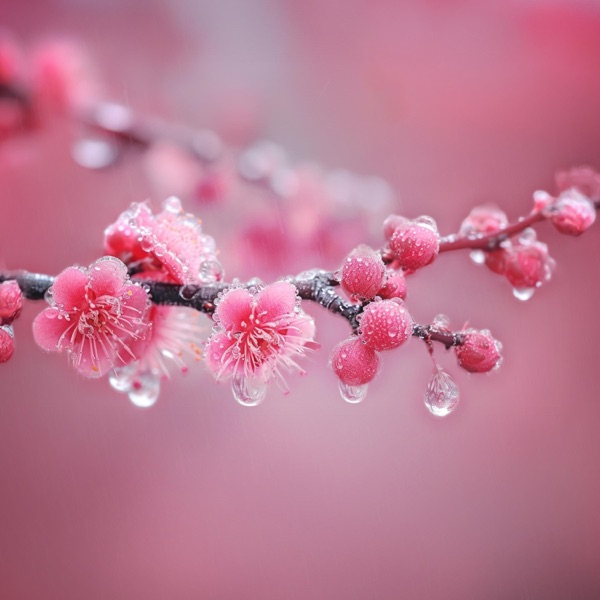 Cherry Blossoms in the Rain