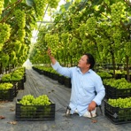How Hard Is a Day of Picking Grapes to Sell for a Man Without Legs? - EP