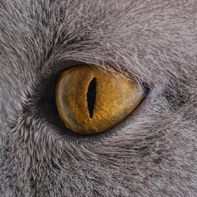 KAMIN SONG SLOWED + REVERB