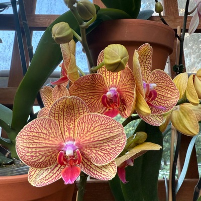 Ain't Tryin Pt. II - Single