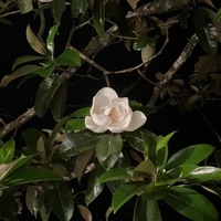 Genresdontexist - Psyxch