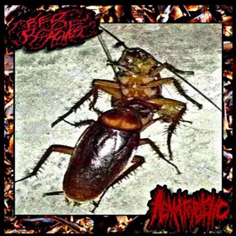termite clogging your arteries - Bed Of Roaches: Song Lyrics, Music ...