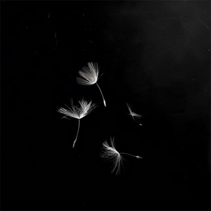Sur les Ailes de l'Oubli