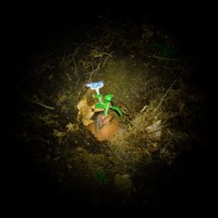 TENSION (feat. Dachelle) - Single - Black Hibiscus