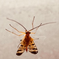 Sometimes (feat. Panic Unknown!? & Wednesday's Restless) - Single - Young Attack