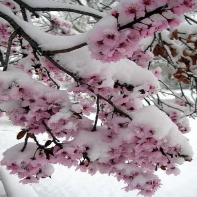 WISHERWELL (feat. Nexto) - Single