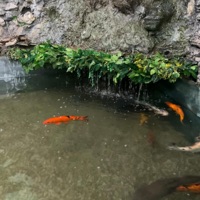 Zikar (feat. Mage-x) - Single - Kumauni 17