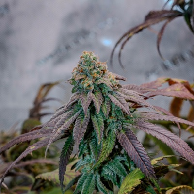 Trapping Aint Dead - Single