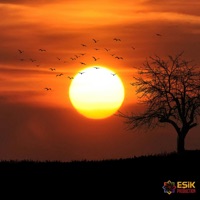 Sen Oldum - Single - Liman