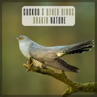 Cuckoo & Other Birds — Drakir Nature