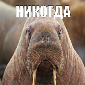 Никогда