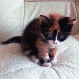 little kitten - Single