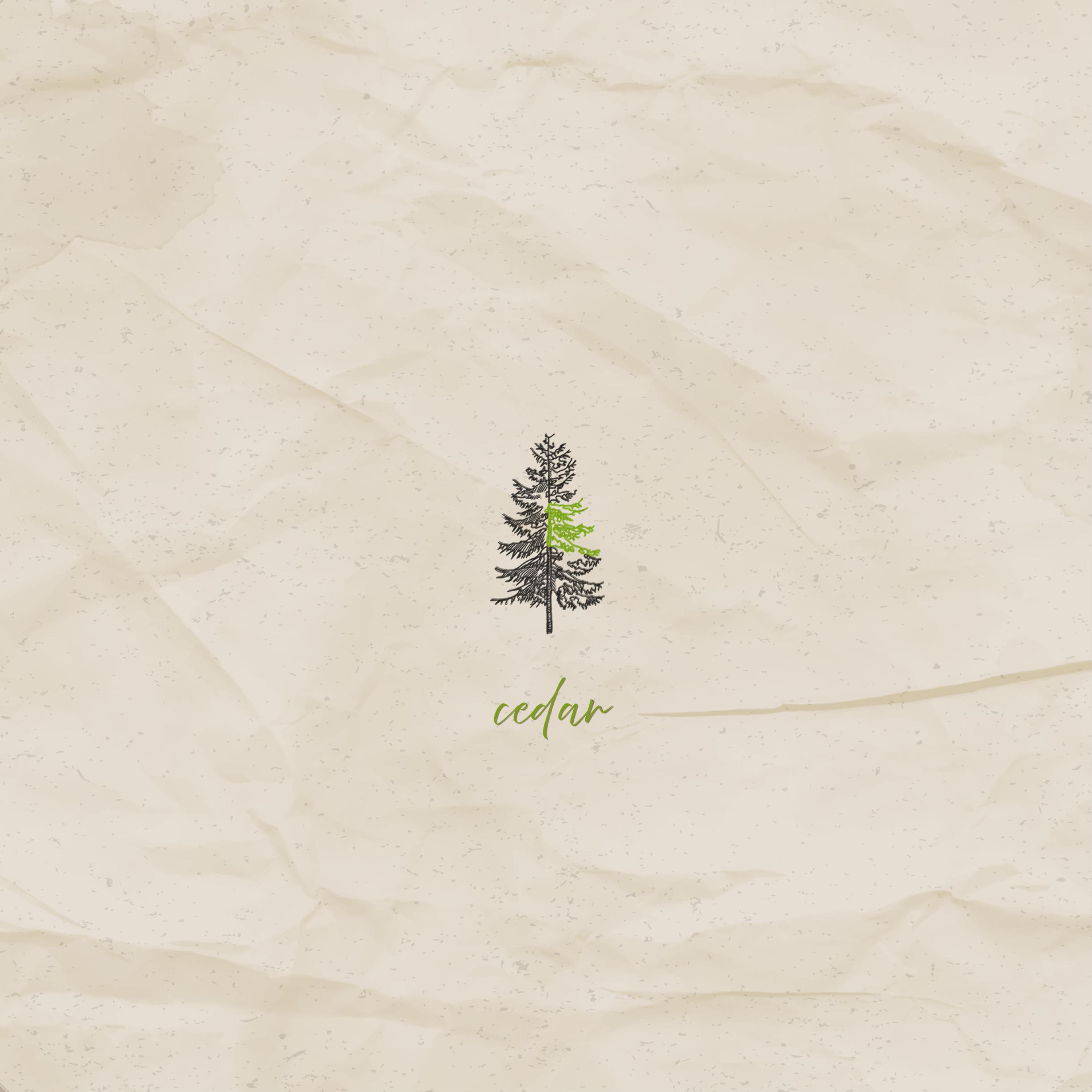 cedar - Single