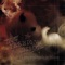 Siamese Fever - Dog Fashion Disco lyrics