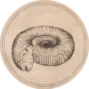 Prolecanites Gurleyi - Single