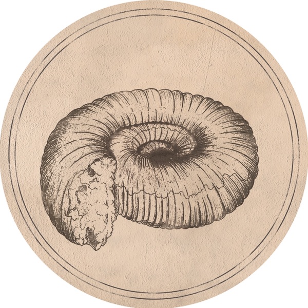 Prolecanites Gurleyi - Single