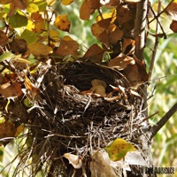 In the Absence - Santosh