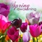 Spring Awakening - Oasis of Meditation lyrics