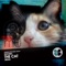The Cat - Noomu lyrics