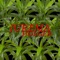 Jurema - Holger lyrics