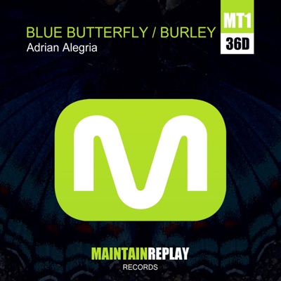 Blue Butterfly - Burley - Single