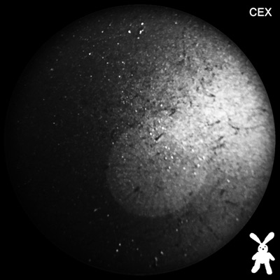 Cex - EP