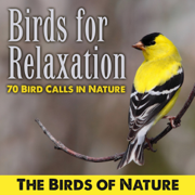 Dawn in the Country With Birds Chirping - The Birds of Nature