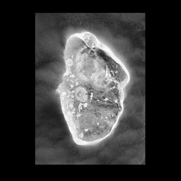 In Vitro