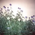 Certain